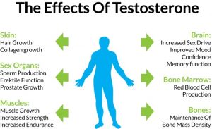 increase testosterone