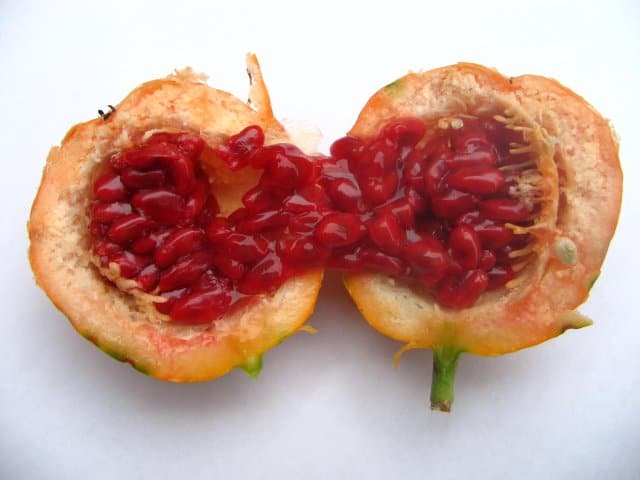 What Are The Benefits And Side Effects Of Passion Fruit 