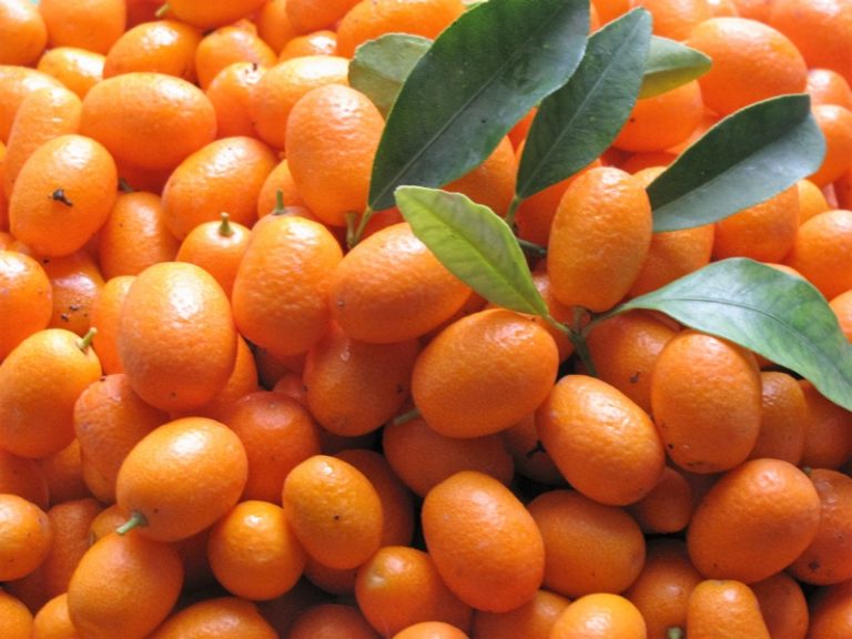 Amazing Health Benefits of Eating Kumquats (Evidence Based)